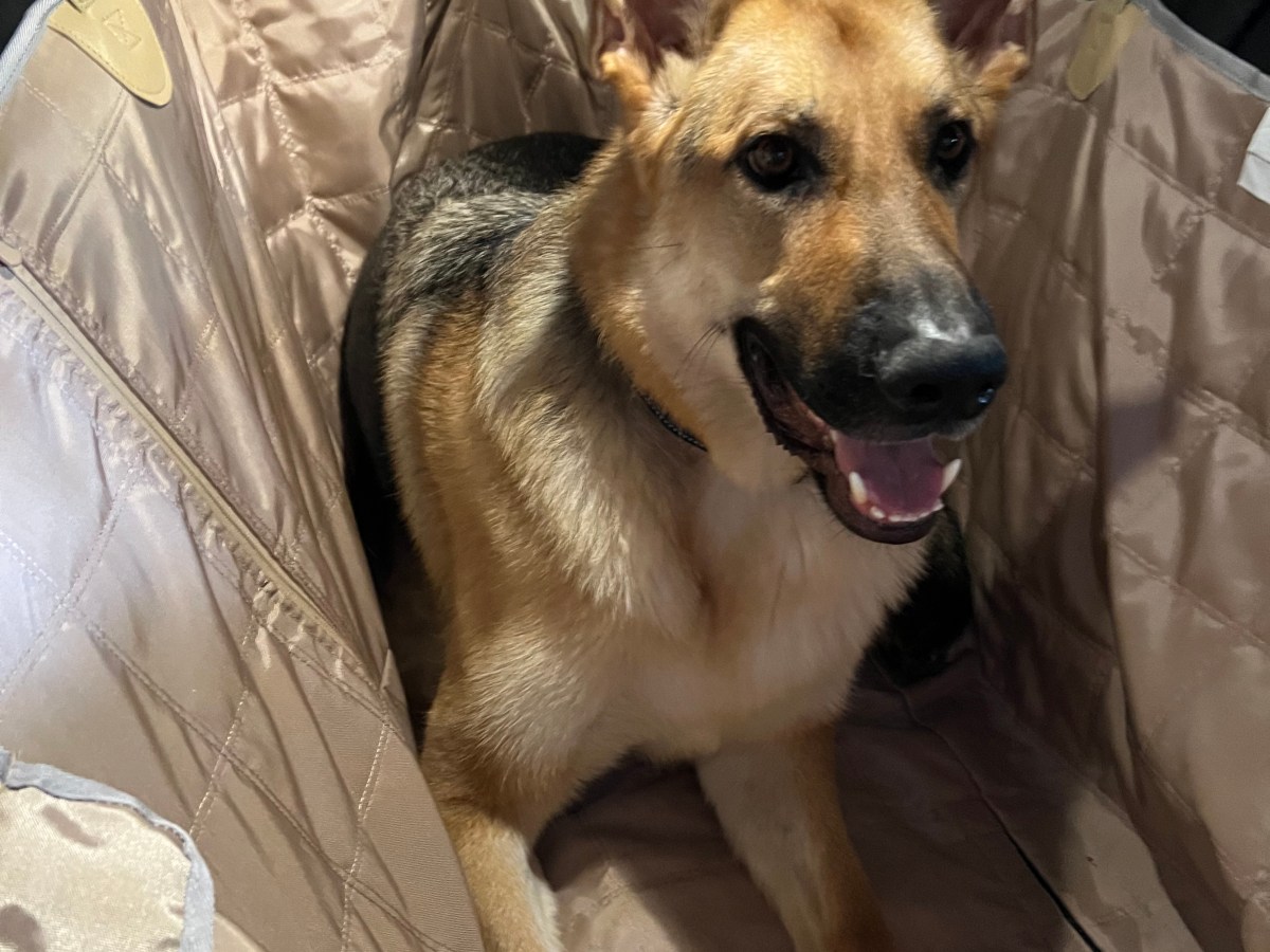 Dog Seat Cover&nbsp;Hammock